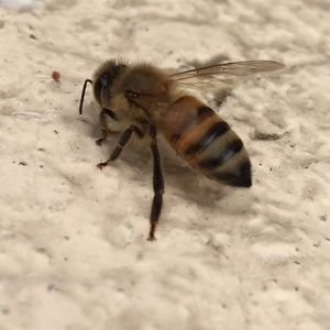 Meet your Posher, Gage