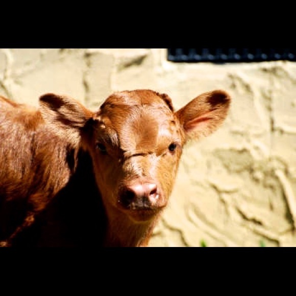 Tennessee Posher ๐Ambassador ๐ - Picture 2 of 3