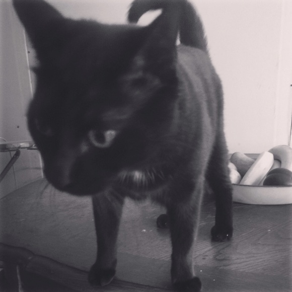 Meet your Posher, Hans