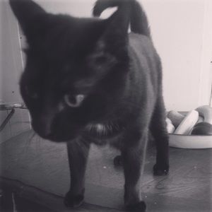 Meet your Posher, Hans