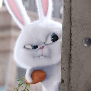 Meet your Posher, Rosa