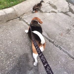 Meet your Posher, Peyton