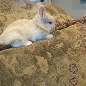 Meet your Posher, Leila