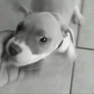 Meet your Posher, Abdiel