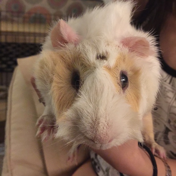 Meet your Posher, Yunjiao