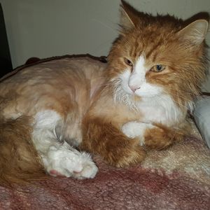 Meet your Posher, Carnalito