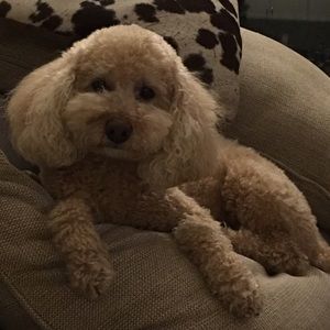 Meet your Posher, Lindsey