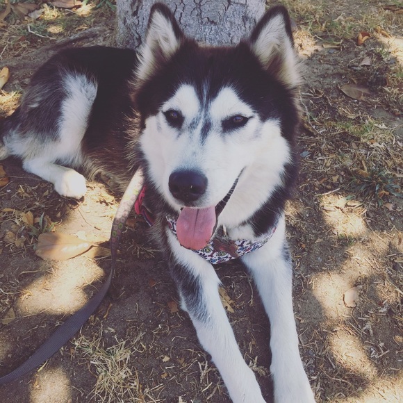 Meet your Posher, Diana - Picture 1 of 1