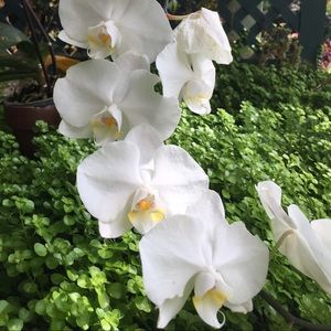 Meet your Posher, Nicky