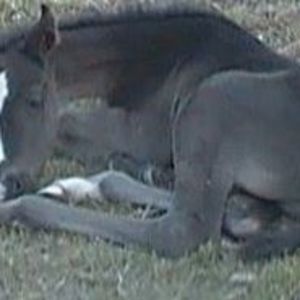 Meet your Posher, Kristi