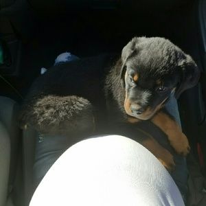 Meet your Posher, Amber