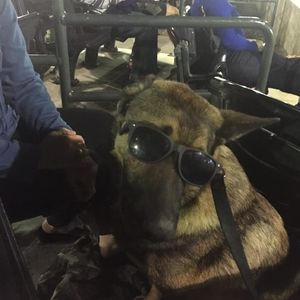 Meet your Posher, Amy