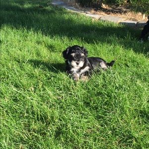 Meet your Posher, Molly