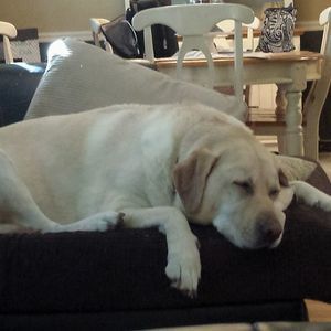 Meet your Posher, Robert