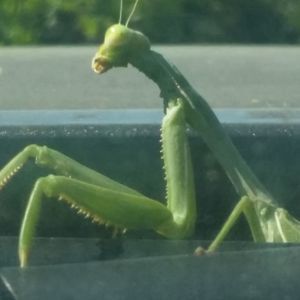 Meet your Posher, Caroline