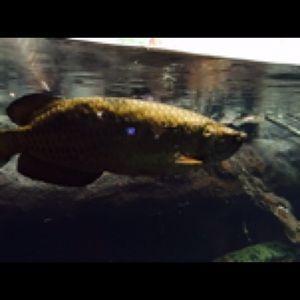 Meet your Posher, Rodney