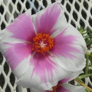 Meet your Posher, Katelyn