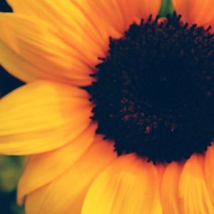 Meet your Posher, Norma