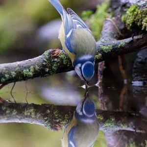 Meet your Posher, Leesa