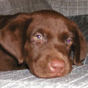 Meet your Posher, Morley