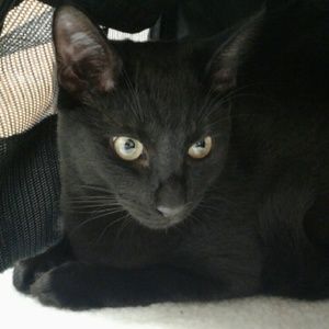 Meet your Posher, Crystal