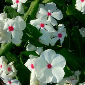 Meet your Posher, Kellie