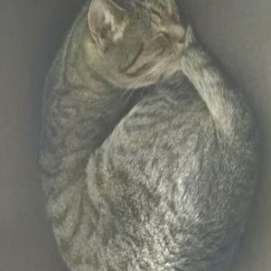 Meet your Posher, Sinziana