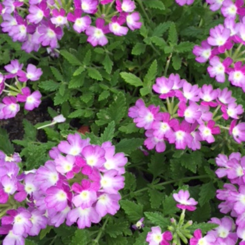 Meet your Posher, Nilie