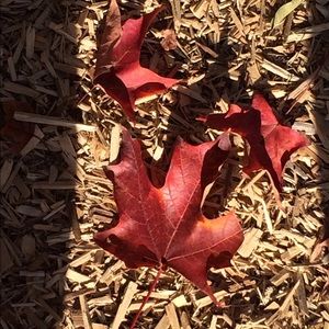 Meet your Posher, Lara