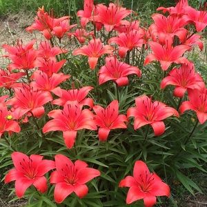 Meet your Posher, Faren