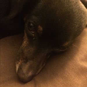 Meet your Posher, Maxine