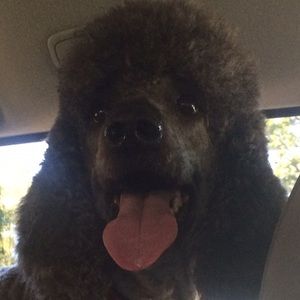 Meet your Posher, Robin