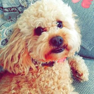 Meet your Posher, Jillian