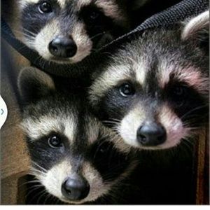 Meet your Posher, Kristi