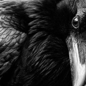 Meet your Posher, Aisling