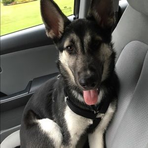 Meet your Posher, Callie