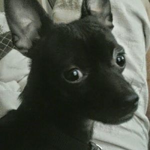 Meet your Posher, Dawn