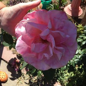 Meet your Posher, Cathy