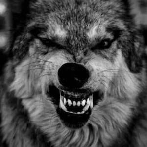 Meet your Posher, Dion