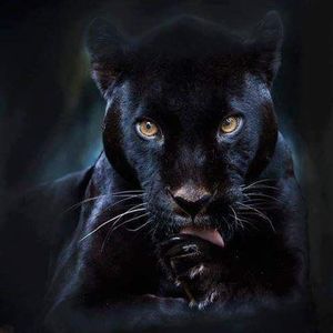 Meet your Posher, Kendall