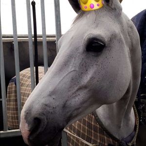 Meet your Posher, Shavon