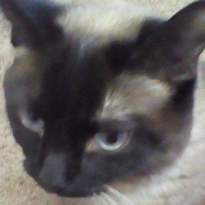 Meet your Posher, Tammy