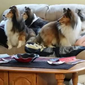 Meet your Posher, Susan