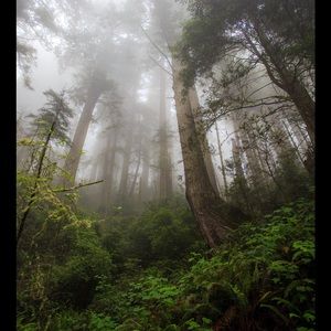 Meet your Posher, Shane