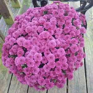 Meet your Posher, Joann