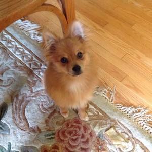 Meet your Posher, Desiree