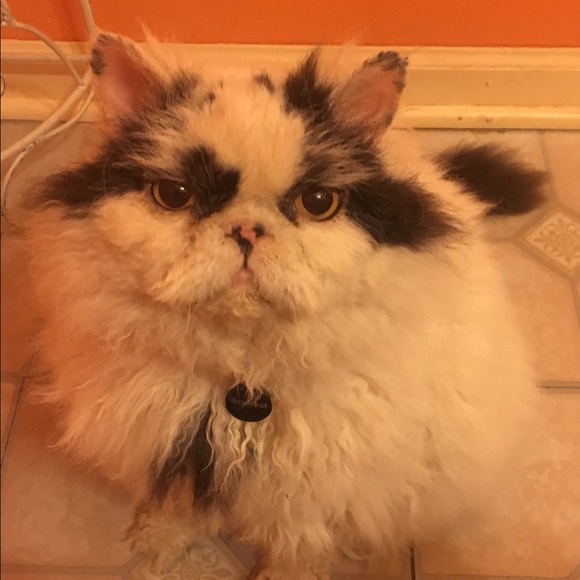 Meet your Posher, Wendy