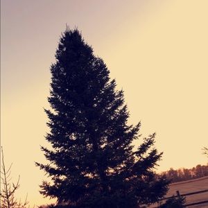 Meet your Posher, Annie