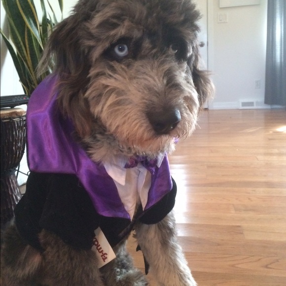 Meet your Posher, Jasper