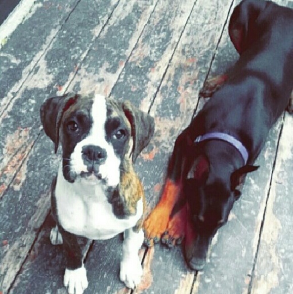 My fur babies.